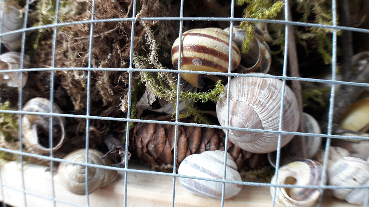 Insect Hotel Second Floor Shells Close Up